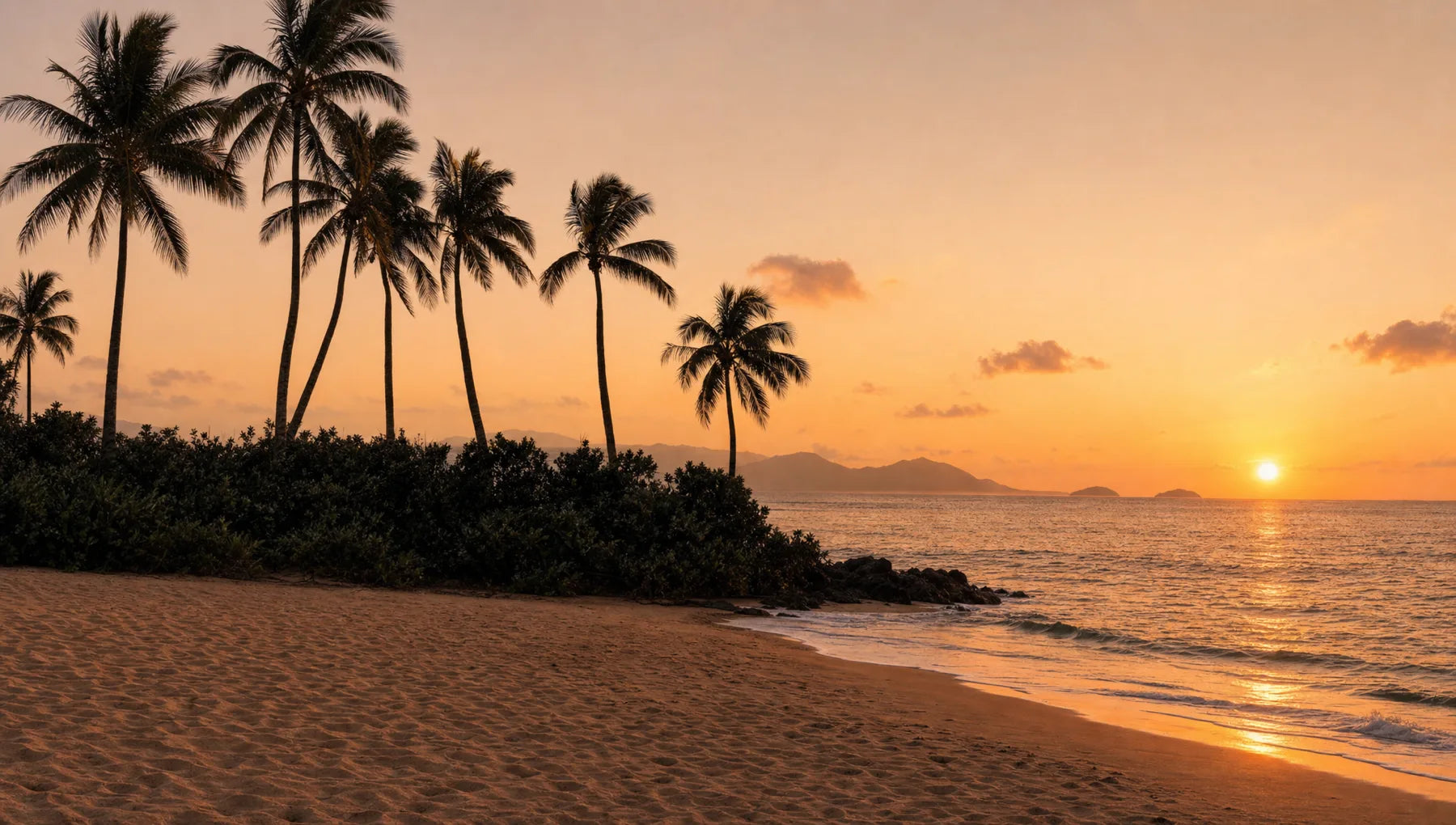 Palm trees at sunset by the sea